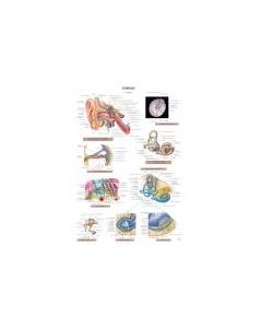 Planche d'anatomie. 20. L'oreille