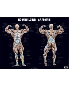Poster Bodybuilding : Anatomie.