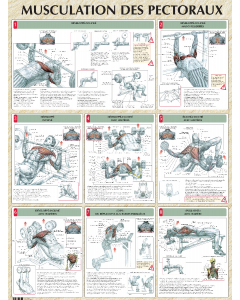 Poster : Musculation des pectoraux