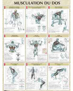 Poster : Musculation du dos