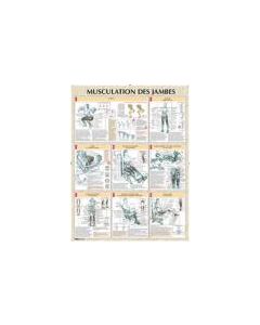 Poster : Musculation des jambes